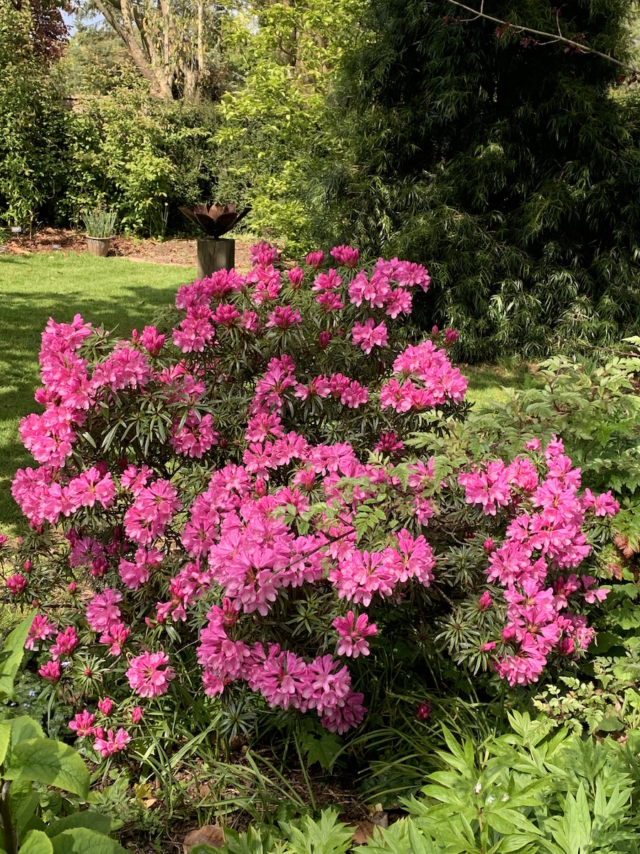 R. ponticum 'Cheiranthifolium'